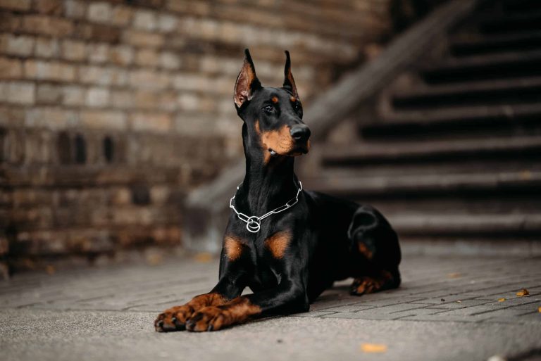 Are Doberman good family pets? Everything You Need to Know