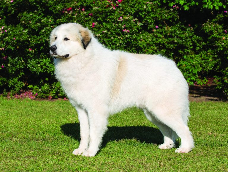What training should a 9 week old Great Pyrenees puppy be capable of